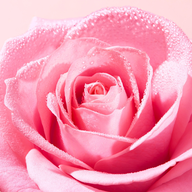 Міцелярна вода Nuxe Very Rose для зняття макіяжу 400 мл (3264680043451) - зображення 4
