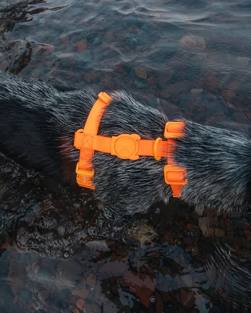 Шлейка для собак Zee.Dog Neopro Tangerine Розмір S (63581) - Фото 7 Шлейка для собак Zee.Dog Neopro Tangerine Розмір S (63581) - зображення 7