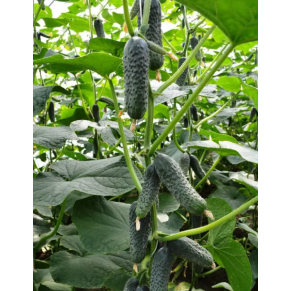 Огурец Лютояр F1 10 шт Yuksel Seed Турция - Фото 1 Огурец Лютояр F1 10 шт Yuksel Seed Турция - изображение 1
