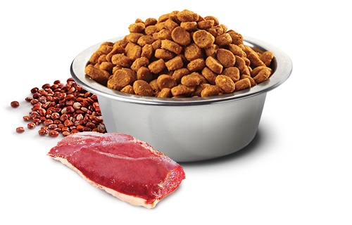 Сухой беззерновой корм Farmina Dog Grain Free N&D Quinoa, Neutered Adult Mini для собак мини пород с уткой, киноа, брокколи и спаржей 7 кг (арт 179485) - Фото 2 Сухой беззерновой корм Farmina Dog Grain Free N&D Quinoa, Neutered Adult Mini для собак мини пород с уткой, киноа, брокколи и спаржей 7 кг (арт 179485) - изображение 2