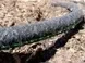 Крапельний шланг 15 м 1/2 Пористий поливний шланг для теплиць грядок газонів - зображення 3