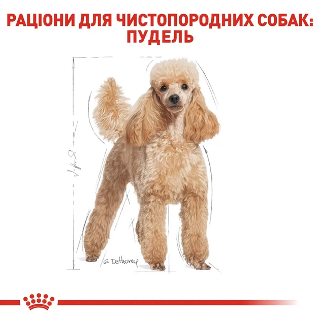 Корм для взрослых собак породы Пудель ROYAL CANIN POODLE ADULT 0.5 кг - изображение 3