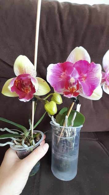 Barcha filmlar porno parodiyalar Qizlar vaginada ulkan narsalar bilan ozlarini sikadilar