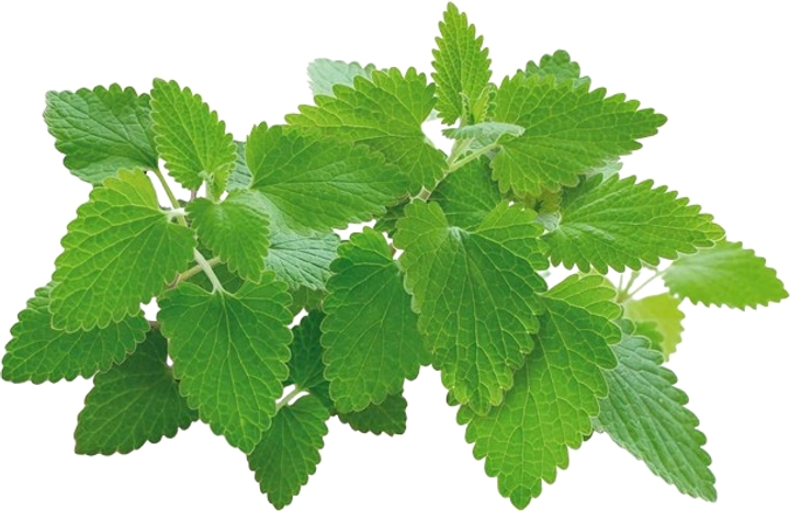 Змінний картридж Click&Grow Котяча м'ята 3 капсули (4742793007465-7465) - зображення 1