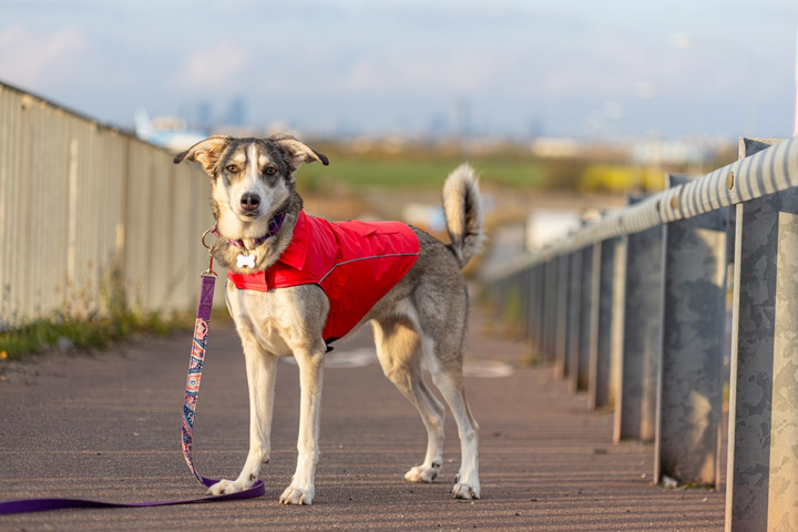 Kurtka dla psa Have a Pet Urban Czerwona 45 cm 260871 (5905546344111) - obraz 6
