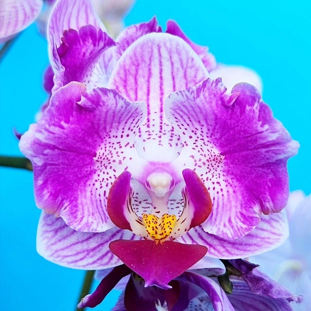 Орхидея (нецветущий подросток) TopDreams фаленопсис Phal 5006 Pink