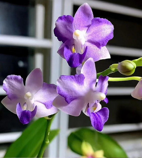 OUKITEL Model 060 パープル OUKITEL Model 060 パープル - メルカリ