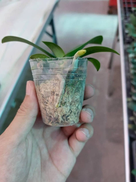 Орхідея (підліток зараз без квітів) TopDreams фаленопсис Phal 010