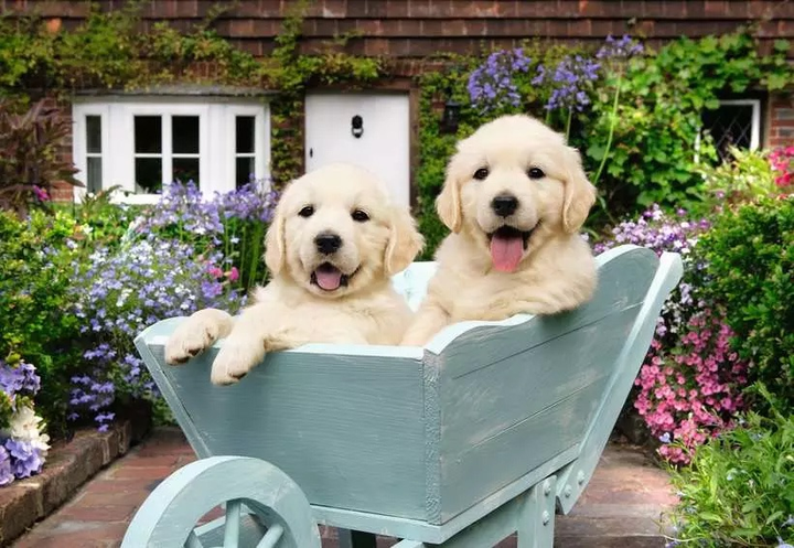 Puzzle Ravensburger Golden Retriever 200 elementów 12001368 (4005555013686) - obraz 2