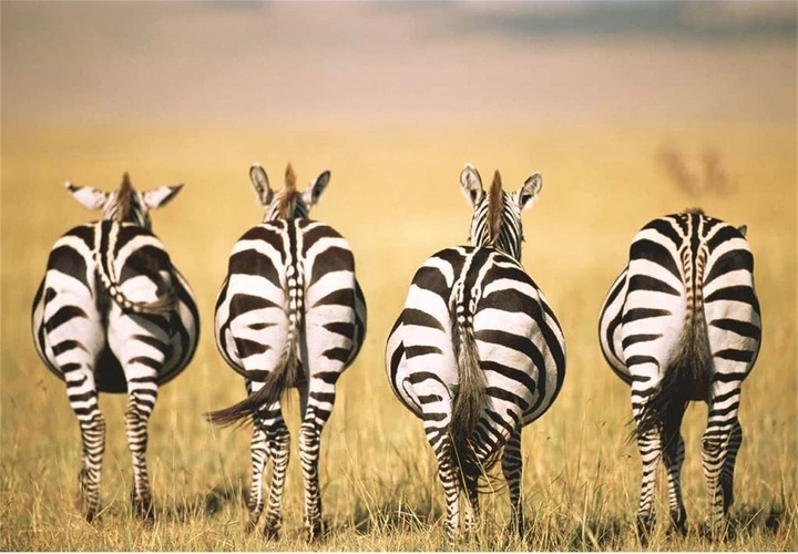 Пазл Ravensburger Moment Зебра 300 елементів 13312 (4005556133123) - зображення 2