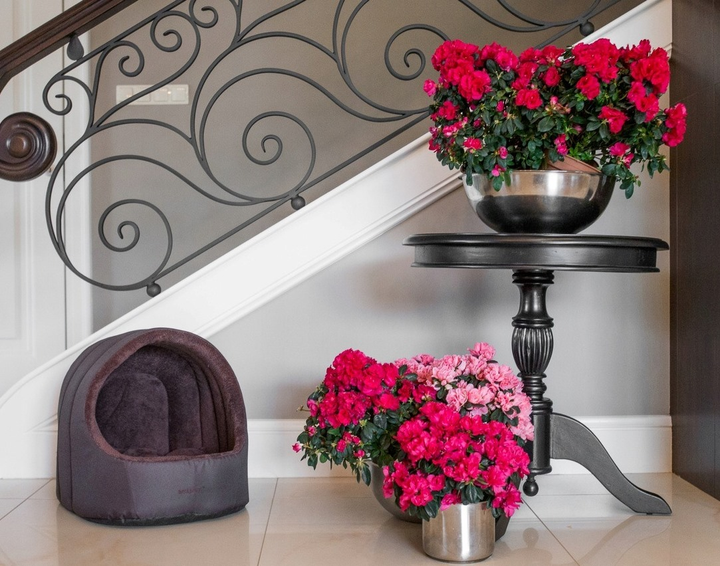 Buda owalna dla psa Amiplay Aspen S brązowa (5907563245785) - obraz 5