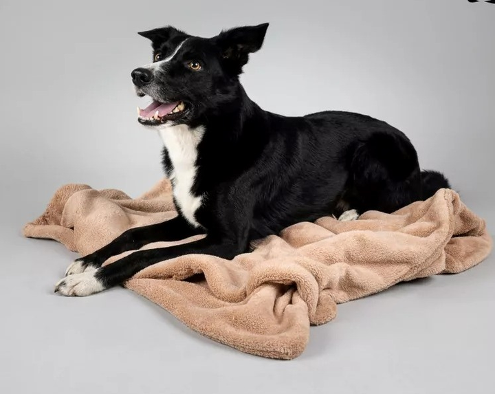 Kocyk Amiplay SCANDI dla psa i kota 90 x 75 cm beżowy (5907563248533) - obraz 5