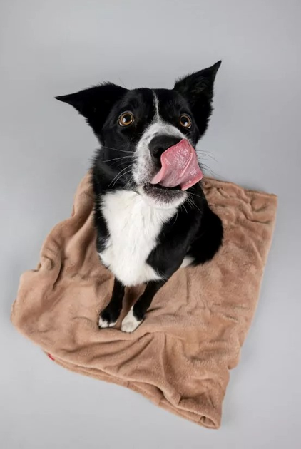 Kocyk Amiplay SCANDI dla psa i kota 90 x 75 cm beżowy (5907563248533) - obraz 6