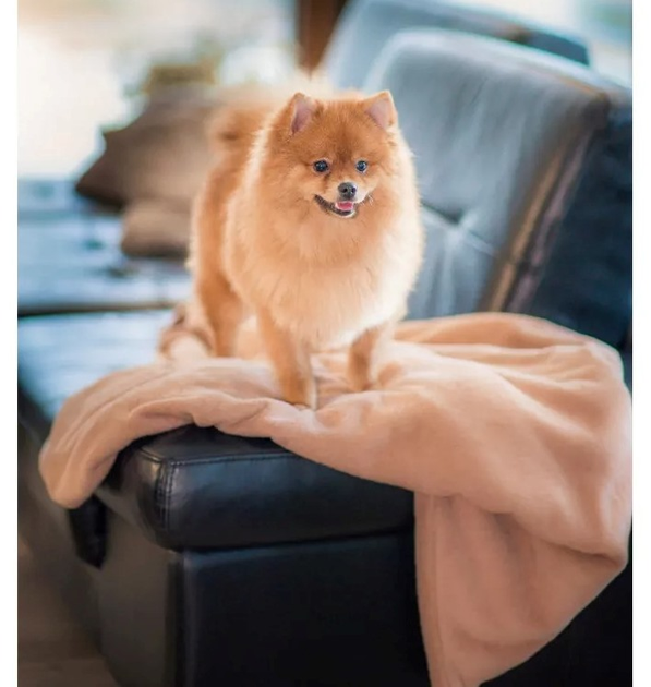 Kocyk Amiplay SCANDI dla psa i kota 90 x 75 cm beżowy (5907563248533) - obraz 8