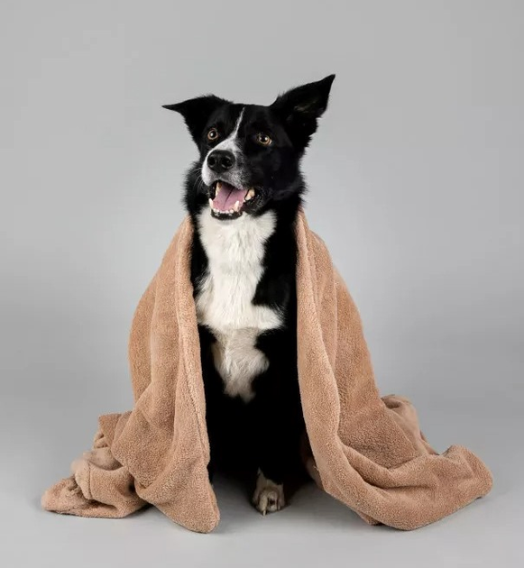 Kocyk Amiplay SCANDI dla psa i kota M 75 x 60 cm beżowy (5907563248496) - obraz 4