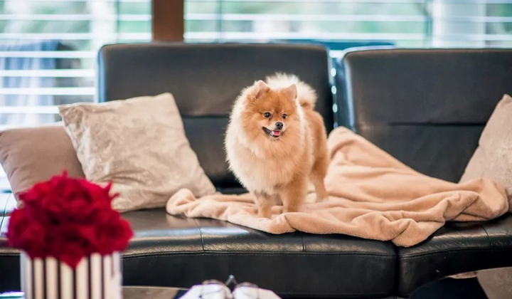 Kocyk Amiplay SCANDI dla psa i kota M 75 x 60 cm beżowy (5907563248496) - obraz 7