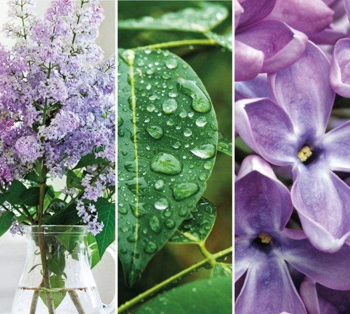 Ароматична свічка Yankee Candle Lilac Blossoms 368 г (5038581128962) - зображення 2