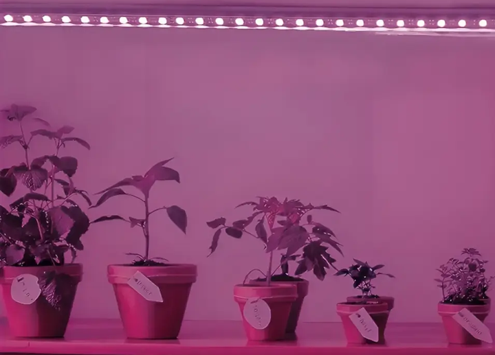 Світлодіодна фітострічка для рослин, від мережі, USB 5 м/LED стрічка для розсади (L) - зображення 7