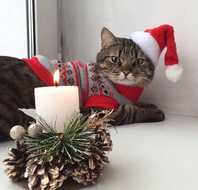 Свитер для котов (кошек) Олени L Красный - Фото 3 Свитер для котов (кошек) Олени L Красный - изображение 3
