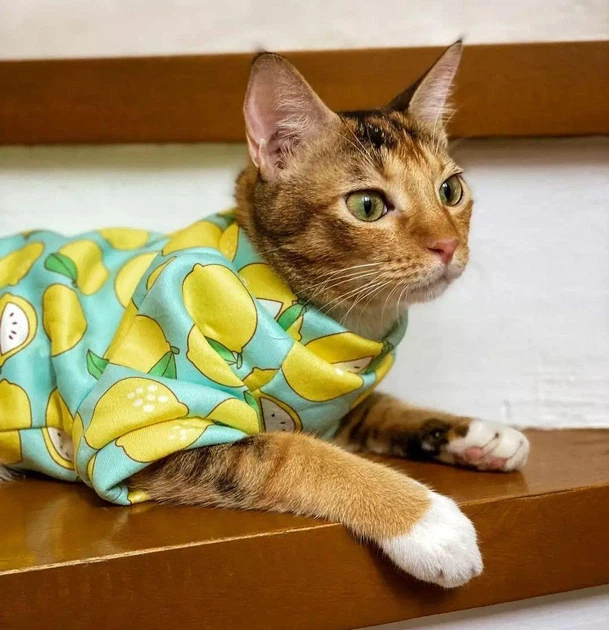 Толстовка для котов (кошек) Лаки Лимон M Бирюзовый - Фото 5 Толстовка для котов (кошек) Лаки Лимон M Бирюзовый - изображение 5