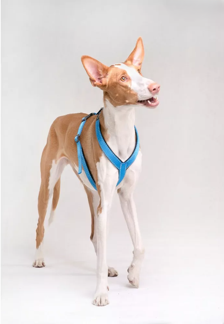 Шлея регульована для собак Amiplay Reflective S 20-35 см Чорна (5907563215818) - зображення 6