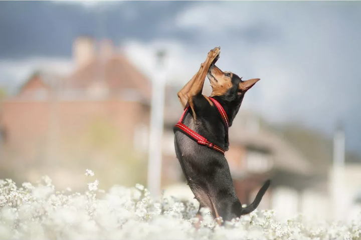 Шлея регульована для собак Amiplay Reflective S 20-35 см Рожева (5907563218581) - зображення 4