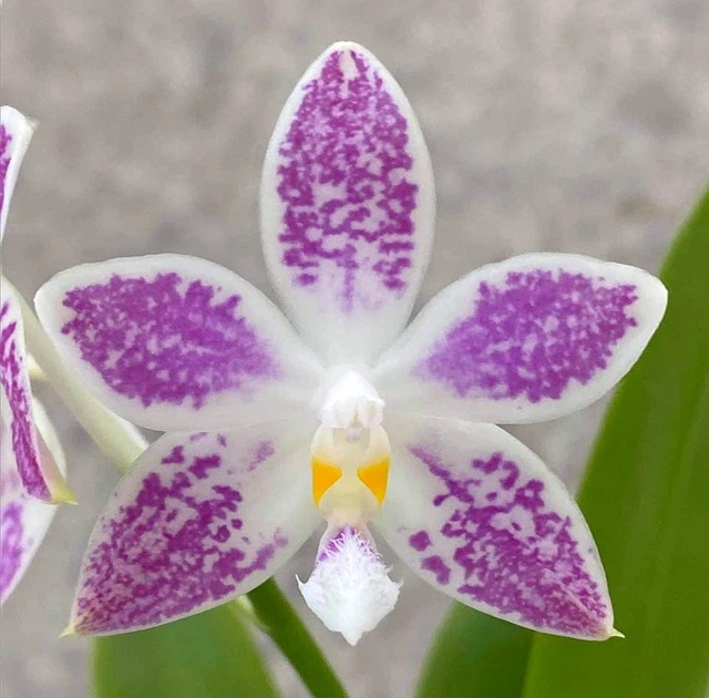 Орхідея (підліток зараз без квітів) TopDreams Phal 4700 Little