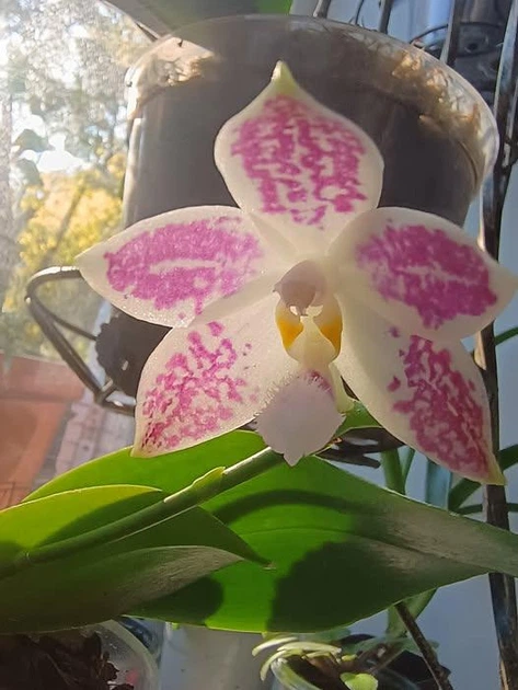 ぴーぴ Орхідея (підліток зараз без квітів) TopDreams Phal 4700 Little