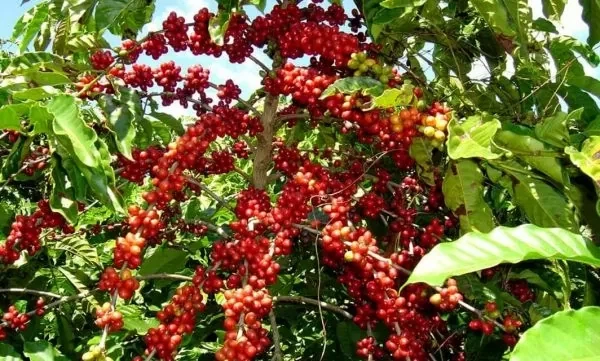 Кофе в зернах Royal-Life Арабика Колумбия Декаф Decaf без кофеина 1 кг - изображение 5