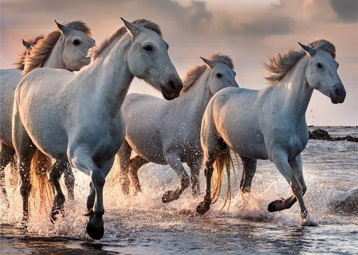 Пазли тришарові Wild Horses4 1000 деталей Interdruk 384997 - Фото 4 Пазли тришарові Wild Horses4 1000 деталей Interdruk 384997 - зображення 4