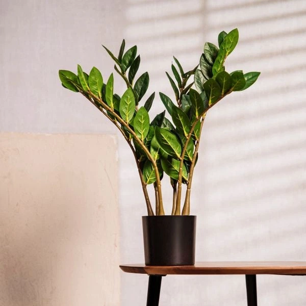 Штучна рослина Homla Botanic заміокулькас 45 см (5906496730658) - зображення 4