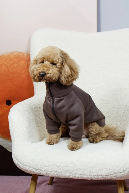 Толстовка Dogsbomba Кураж шоколад Y-379 розмір 7 (2000000096513) - Фото 2 Толстовка Dogsbomba Кураж шоколад Y-379 розмір 7 (2000000096513) - изображение 2