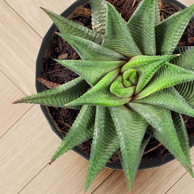 Doniczka na kwiaty z podstawką Kadax Amily K8149 20 cm 3 szt. Czarna - obraz 7