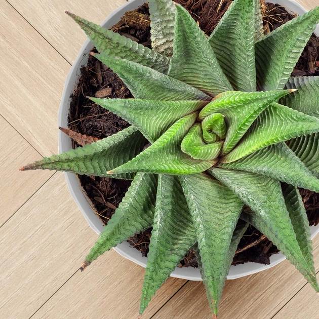 Doniczka na kwiaty z podstawką Kadax Amily K8153 18 cm 3 szt. Szary - obraz 6