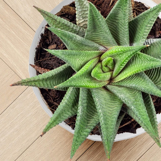 Doniczka na kwiaty z podstawką Kadax Amily K8144 20 cm 3 szt. Biała - obraz 3