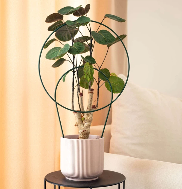 Підставки для горщиків Kadax Fora полукруг K11358 3 шт. - зображення 5