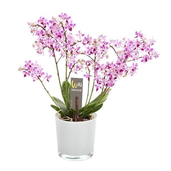 Фаленопсис дикая орхидея красивый недорогой букет