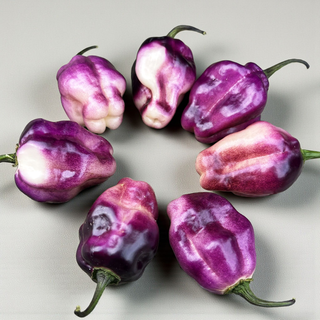Семена Перец острый Pimenta Lisa, Capsicum chinense 5 шт/уп - Фото 1 Семена Перец острый Pimenta Lisa, Capsicum chinense 5 шт/уп - изображение 1