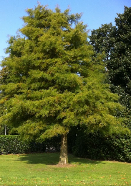 Метасеквойя семена 0,2 гр. (около 50 шт) (Metasequoia glyptostroboides) китайская глиптостробоидная - Фото 2 Метасеквойя семена 0,2 гр. (около 50 шт) (Metasequoia glyptostroboides) китайская глиптостробоидная - изображение 2
