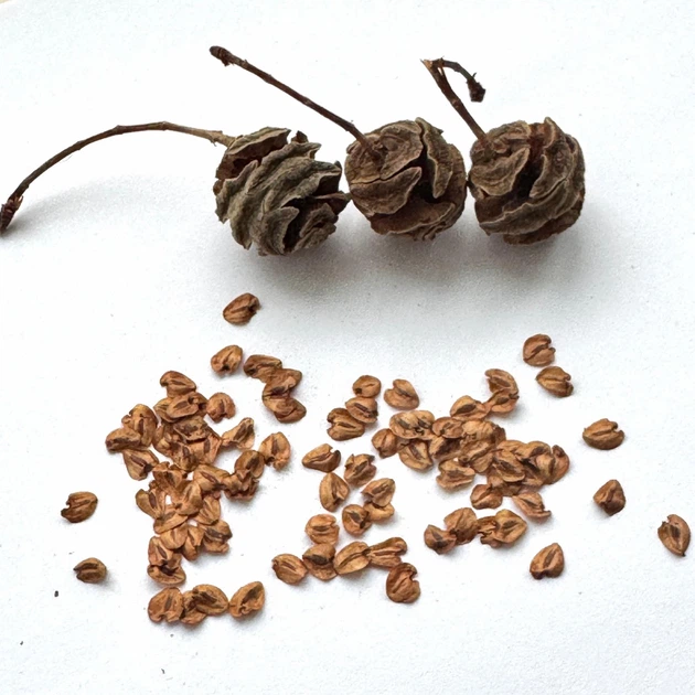 Метасеквойя семена 0,2 гр. (около 50 шт) (Metasequoia glyptostroboides) китайская глиптостробоидная - Фото 9 Метасеквойя семена 0,2 гр. (около 50 шт) (Metasequoia glyptostroboides) китайская глиптостробоидная - изображение 9