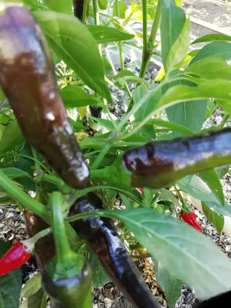 Перец острый Pepperoncini italy семена (5 шт) красный Пепперончини до 500 SHU - изображение 5