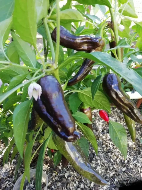 Перец острый Pepperoncini italy семена (5 шт) красный Пепперончини до 500 SHU - изображение 8