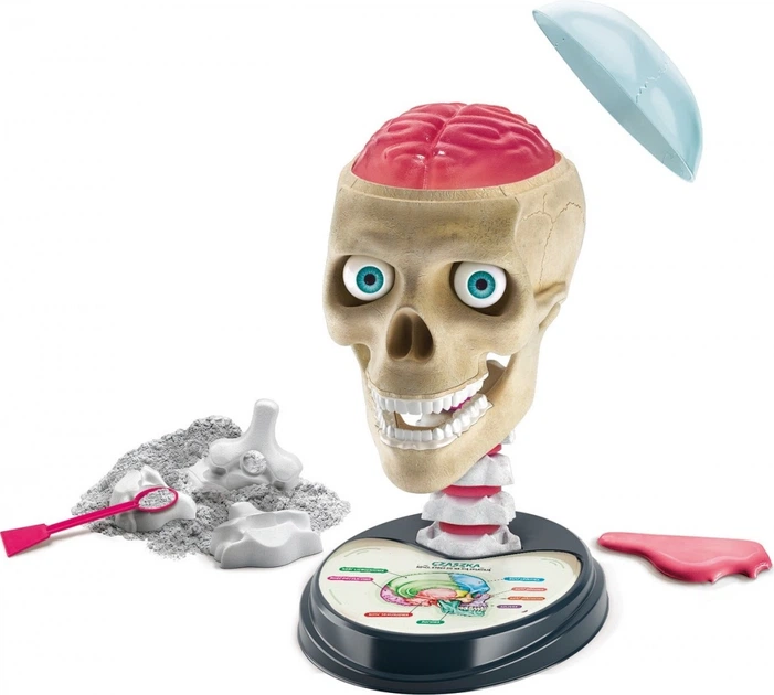 Zestaw naukowy Clementoni Zwariowana anatomia 50697 (80051255069721) - obraz 2