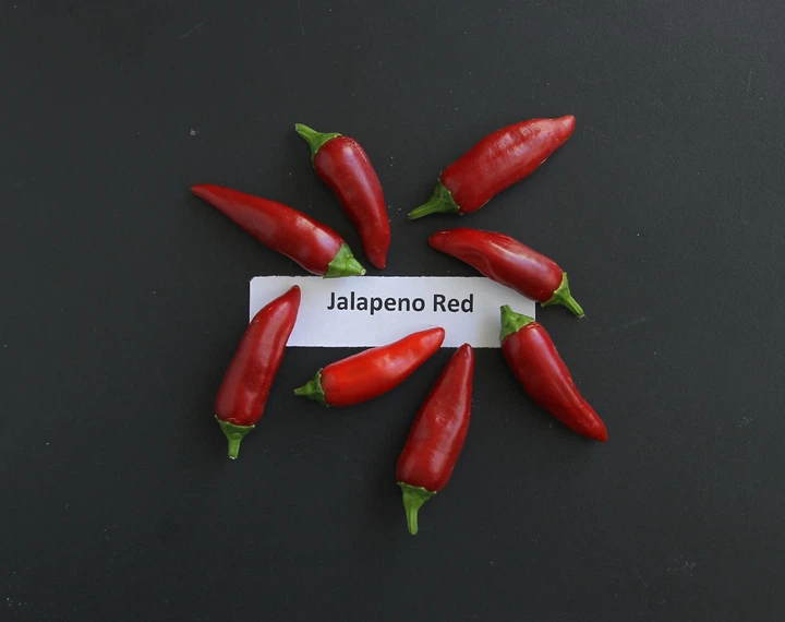 Перец Халапеньо семена 0,25 гр. (прибл 40 шт) халапеньйо красный (Jalapeno red) острый чили до 8,000 SHU - изображение 9