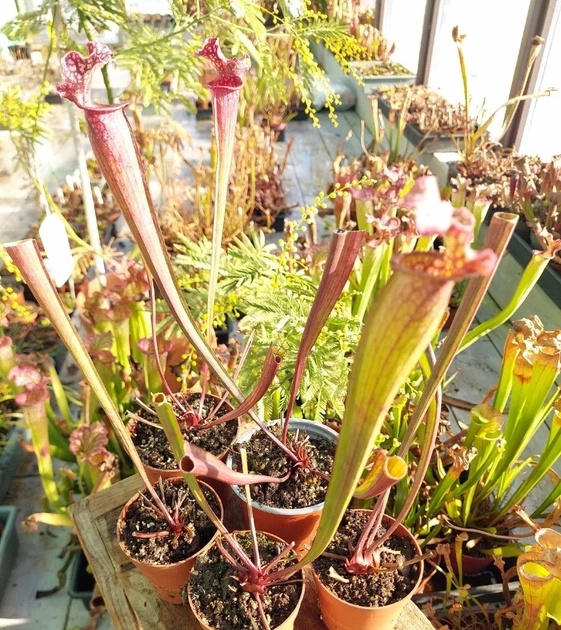 Рослина Сарраценія Sarracenia Purple Haz Хижа рослина в горщику - изображение 7