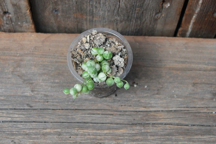 Крестовник роули вариегатный Senecio rowleyanus Variegata - изображение 2