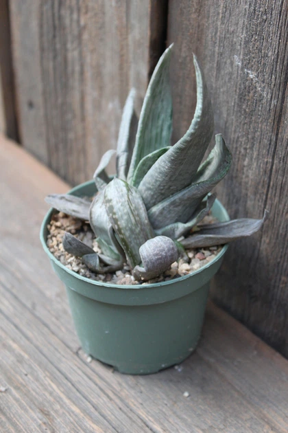 Гастерия двурядная Серый призрак Gasteria disticha Grey Ghost - изображение 2