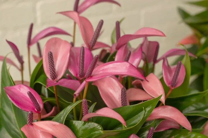 Рослина жива Антуріум Зізу (Anthurium Zizou) в 9 см горщику, 20-30см висотою, з квітами. - зображення 2