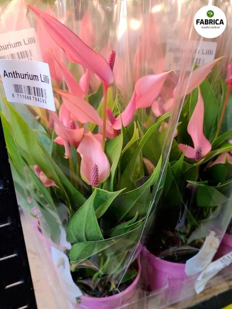 Растение Антуриум Лилли (Anthurium Lilli) в горшке 10 см, высотой 25-35 см, с цветками. - Фото 2 Растение Антуриум Лилли (Anthurium Lilli) в горшке 10 см, высотой 25-35 см, с цветками. - изображение 2