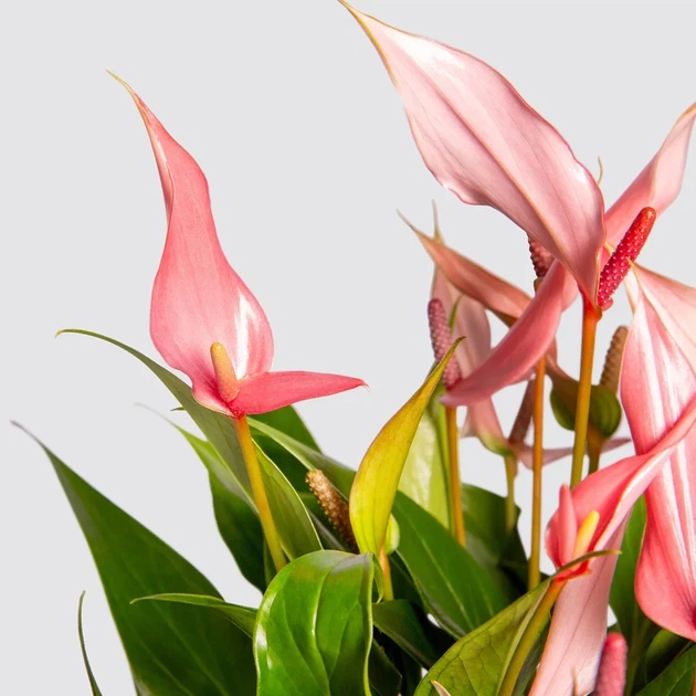 Растение Антуриум Лилли (Anthurium Lilli) в горшке 10 см, высотой 25-35 см, с цветками. - Фото 4 Растение Антуриум Лилли (Anthurium Lilli) в горшке 10 см, высотой 25-35 см, с цветками. - изображение 4